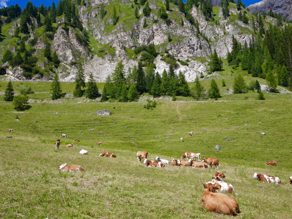 view of the greenery at the bottom of the mountains with cows grazing