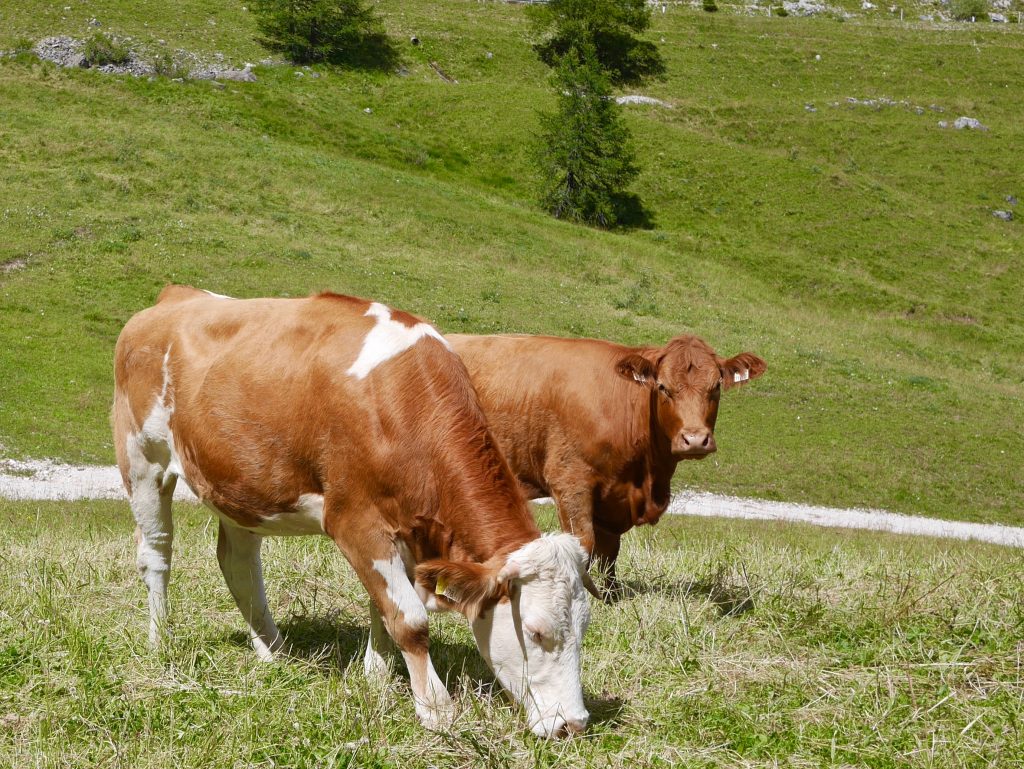 picture of a bull and cow in the meadow surrounded by grass