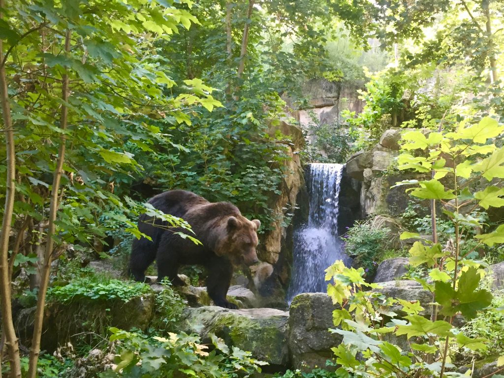 picture of a brown bear alongside a waterfall in Alpenzoo surrounded by greenery