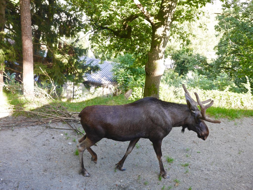picture of an animal with horns and hoofs on dirt path