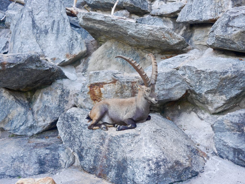 animal laid on a rock with horns and hoofs