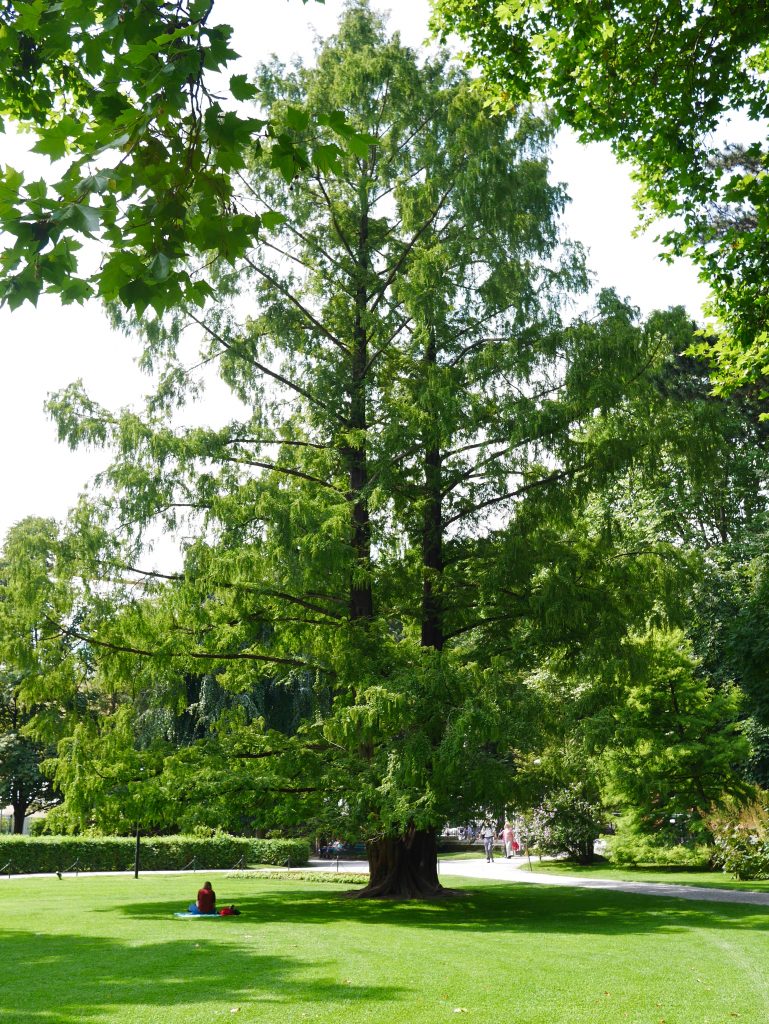 tree in the garden of Hofburg palace