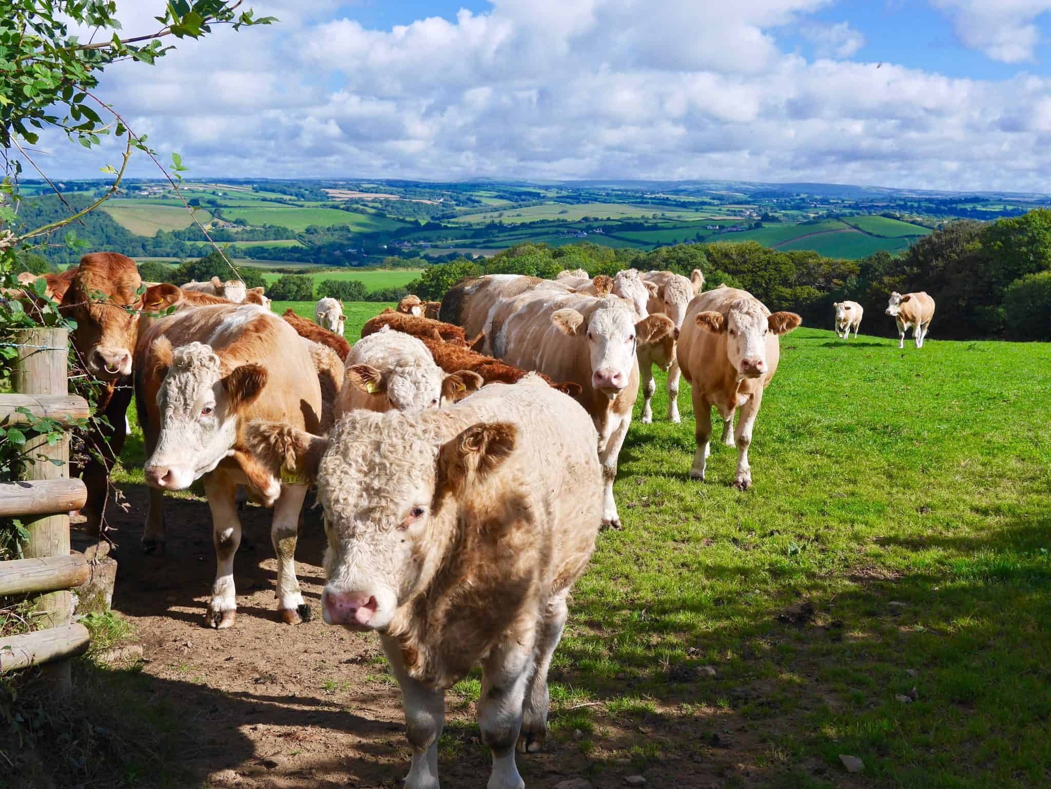 Vintage Vardos - Fisherton Farm