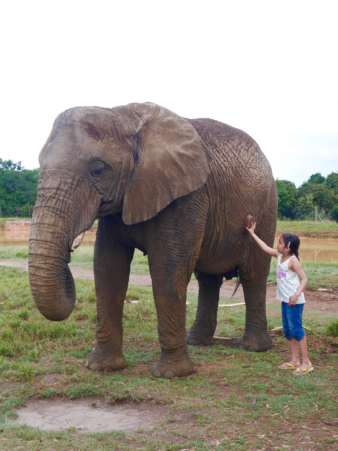 South Africa: The Elephant Sanctuary, Plettenberg Bay