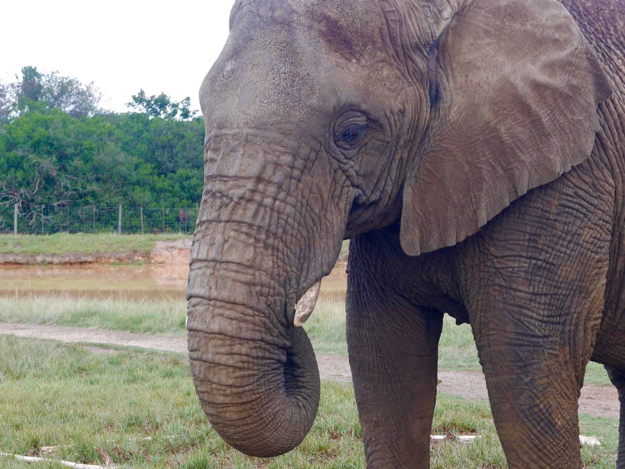 South Africa: The Elephant Sanctuary, Plettenberg Bay