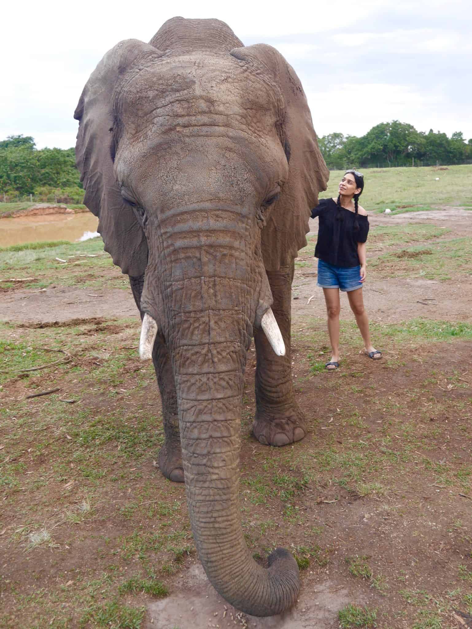 South Africa: The Elephant Sanctuary, Plettenberg Bay