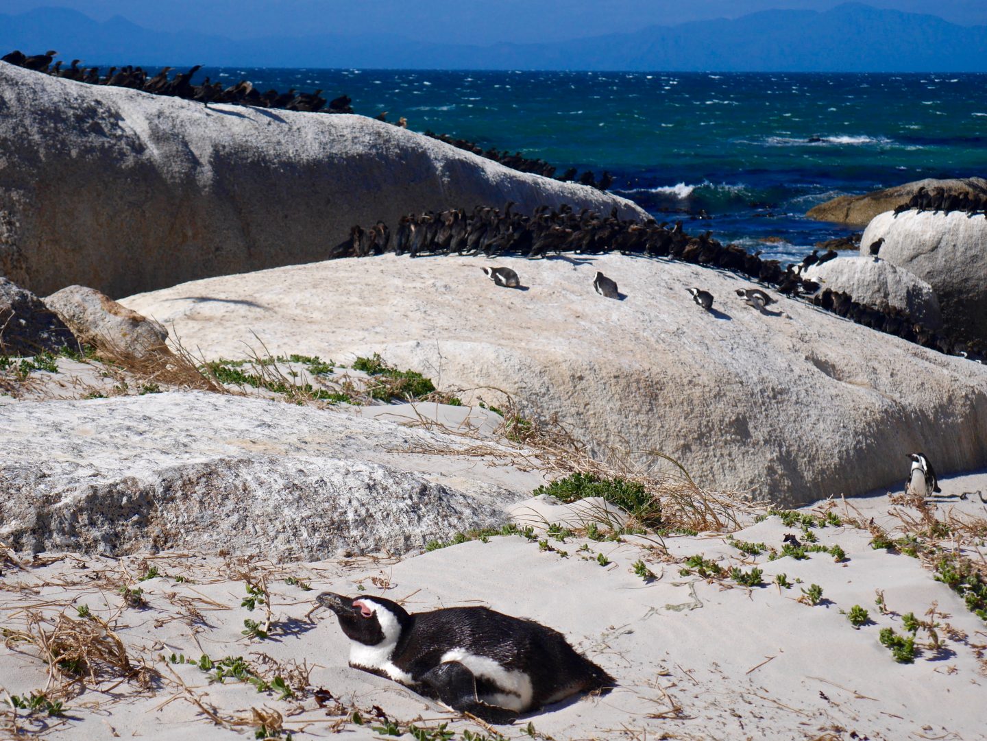 black and white penguin on a beach