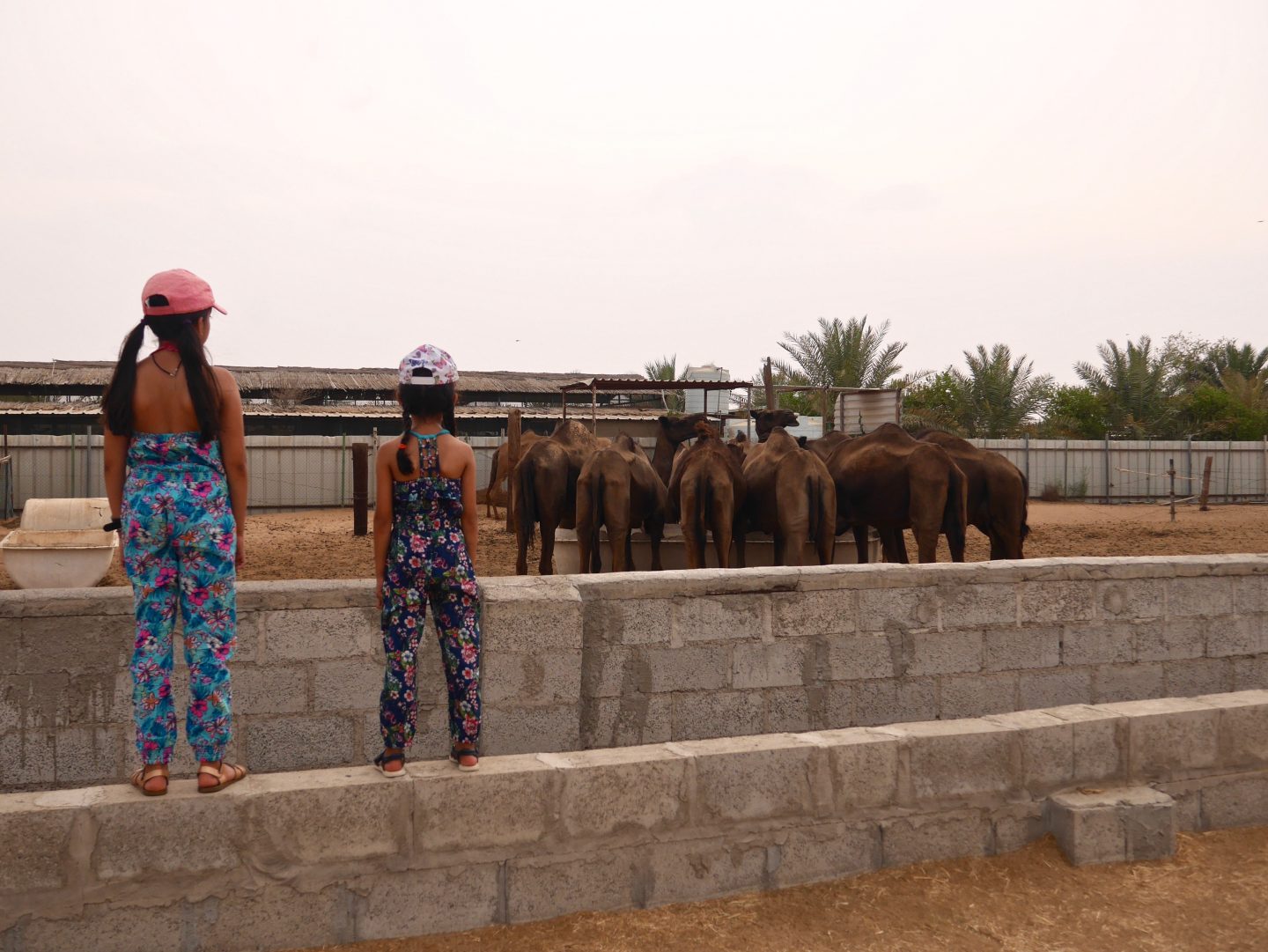5 Amazing Cultural Highs & things to do In Abu Dhabi