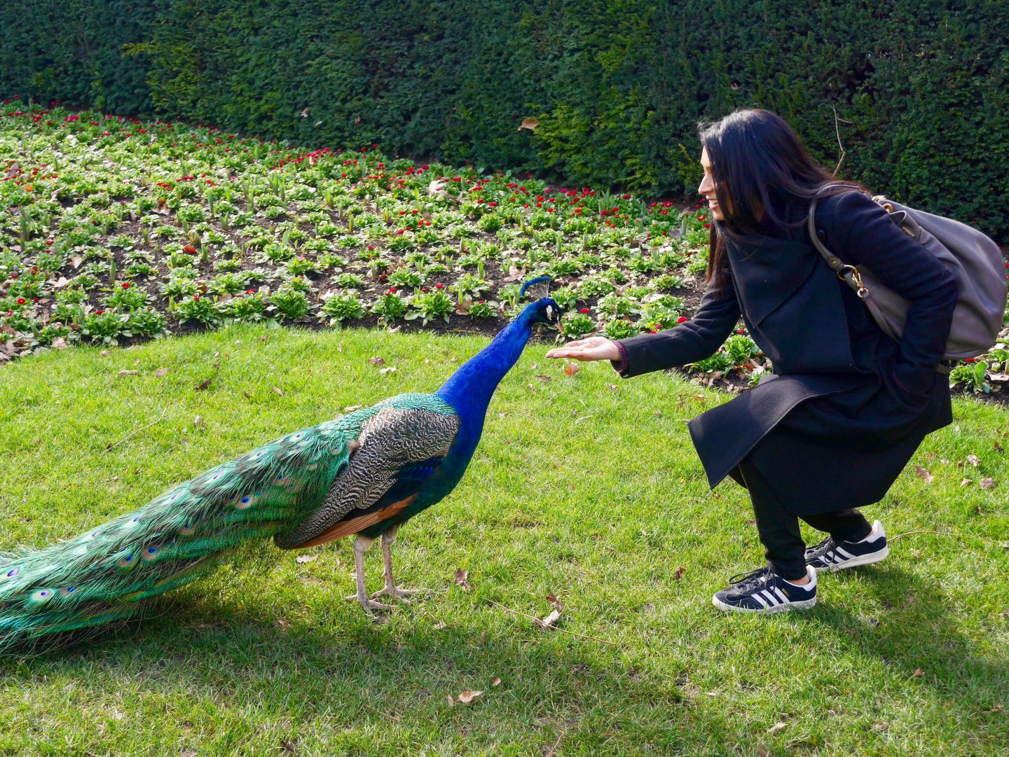 Kyoto Garden in Holland Park | feeding a peacock