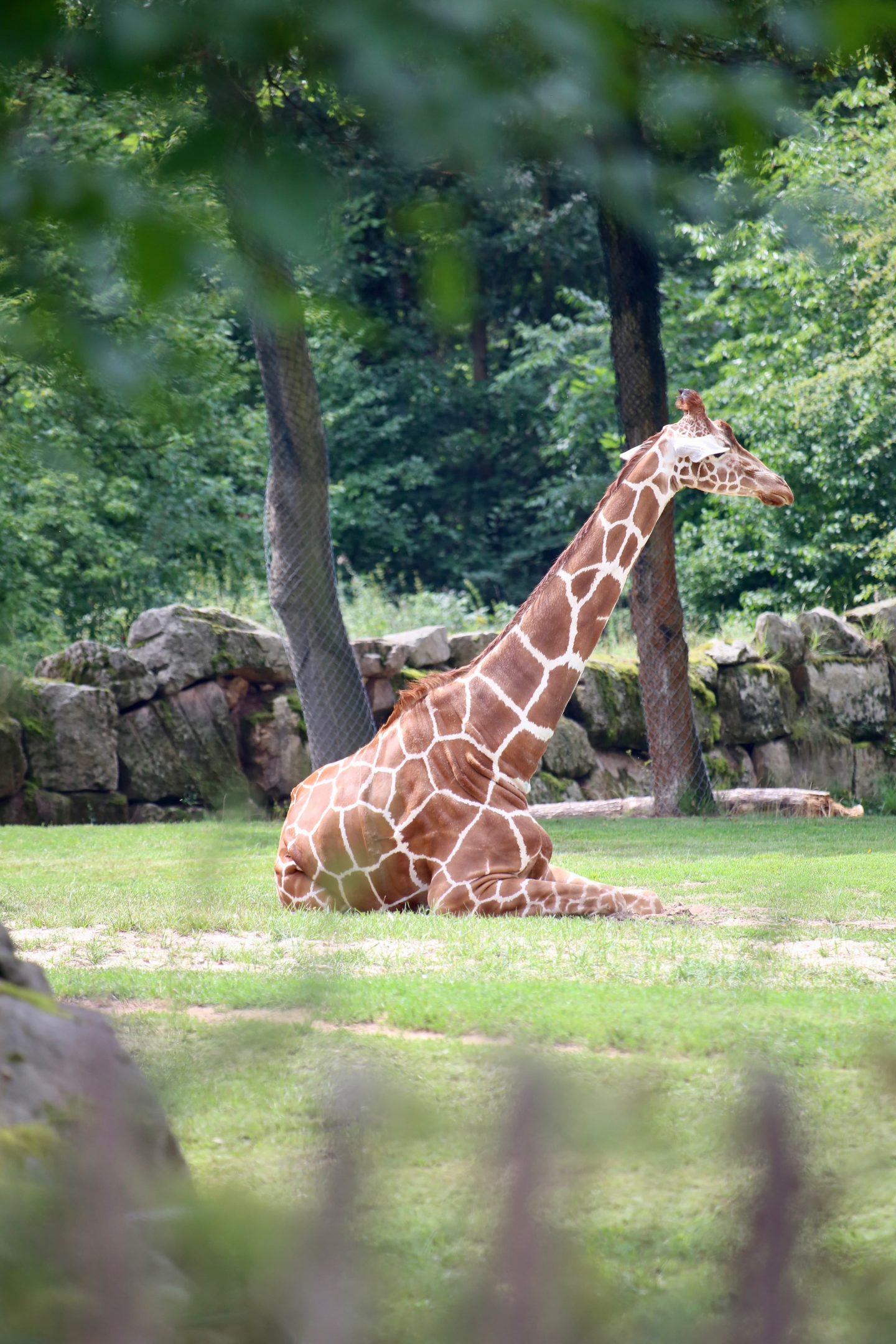 giraffe laying down at Nuremberg Zoo 