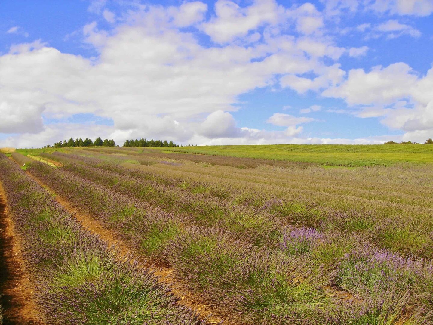 overlooking the fields of the Cotswold Lavender Farm