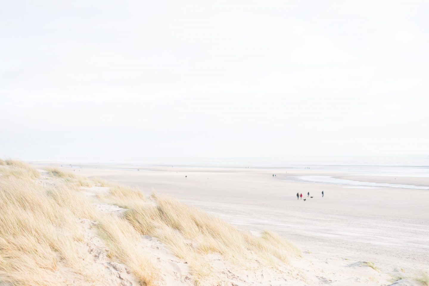 view of camber sands from the cliff edge surrounded by marram glass.