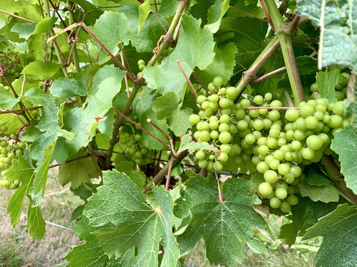 view of the green grapes in the vines 