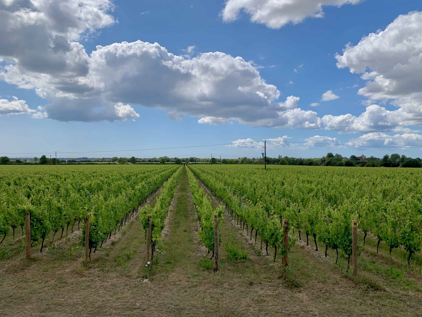 view of the West Sussex vineyard at Tinwood Estate