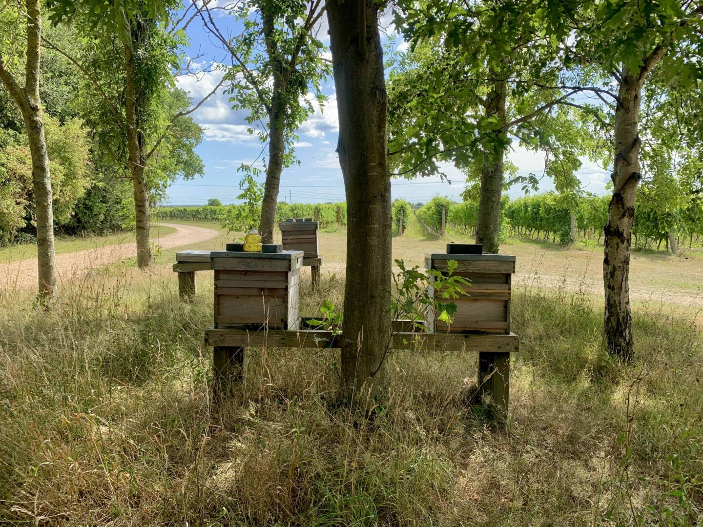 view of the beehives in West Sussex vineyard at Tinwood Estate