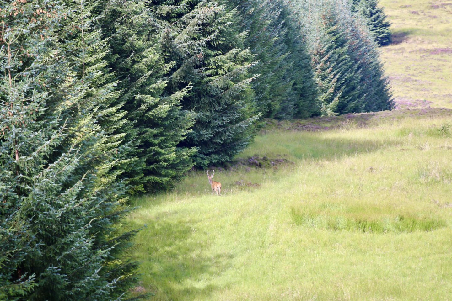 view of a dear on the highland safaris