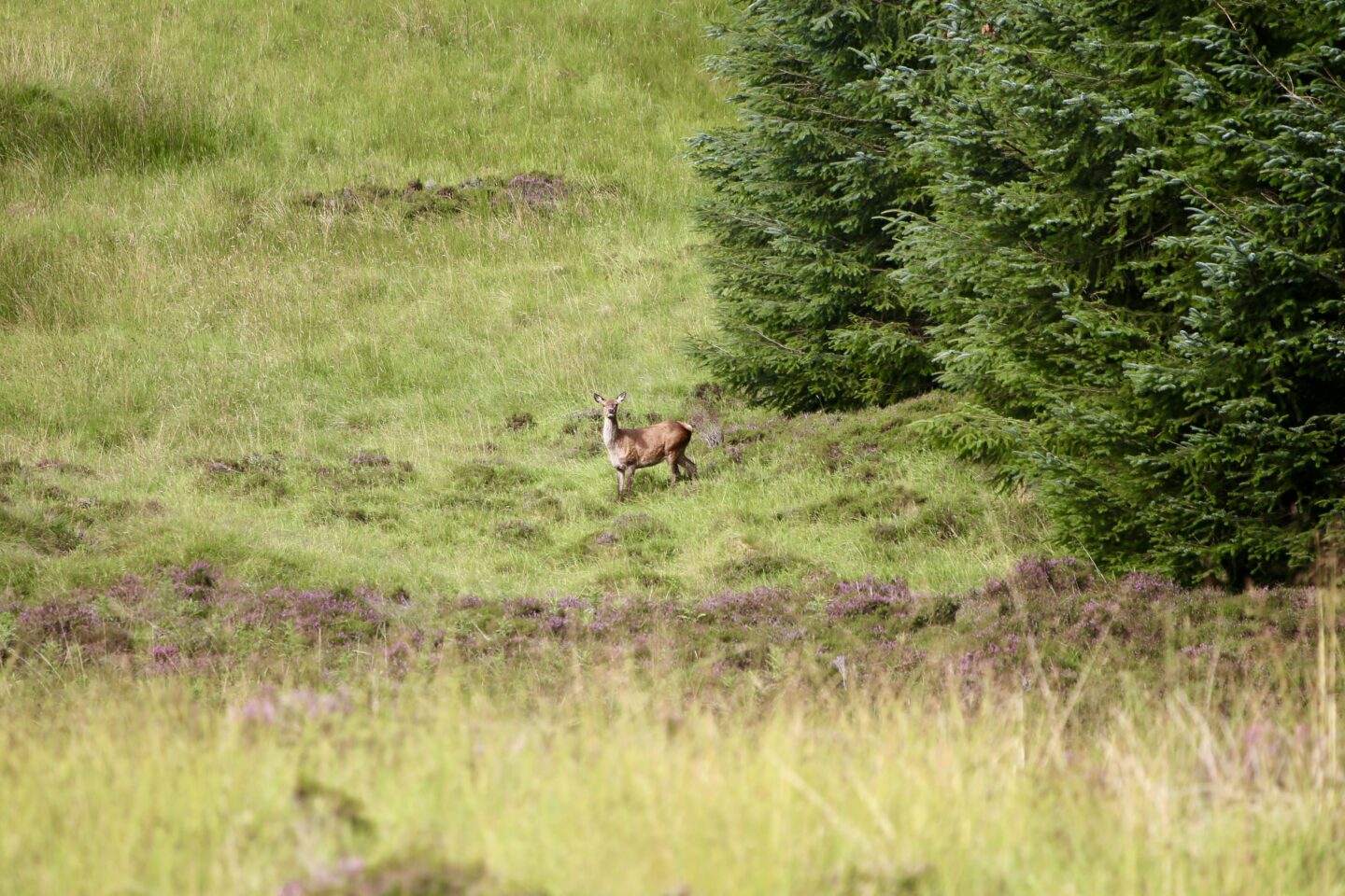 view of a deer on highland safaris
