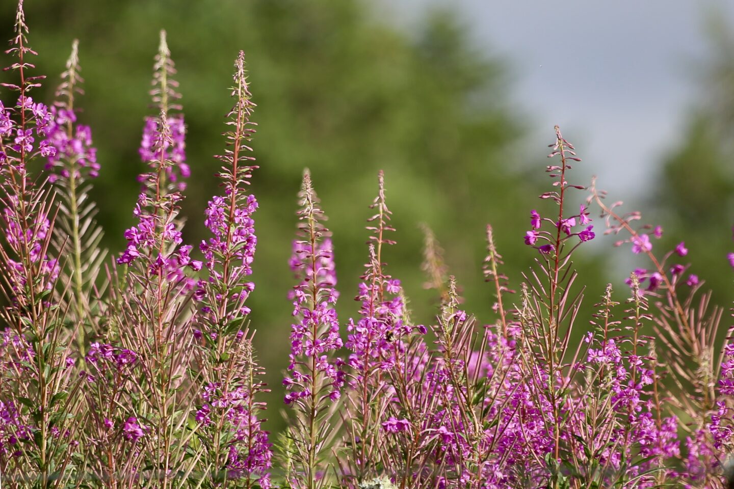 view of Heather flower