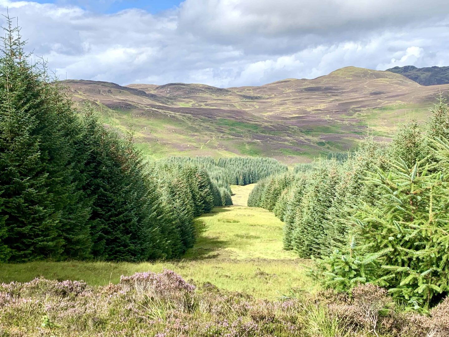 view looking down the highlands surrounded by fir trees