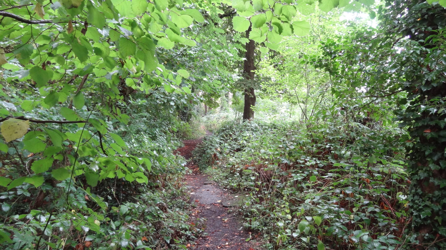 view of a thin forest pathway in Crane Park