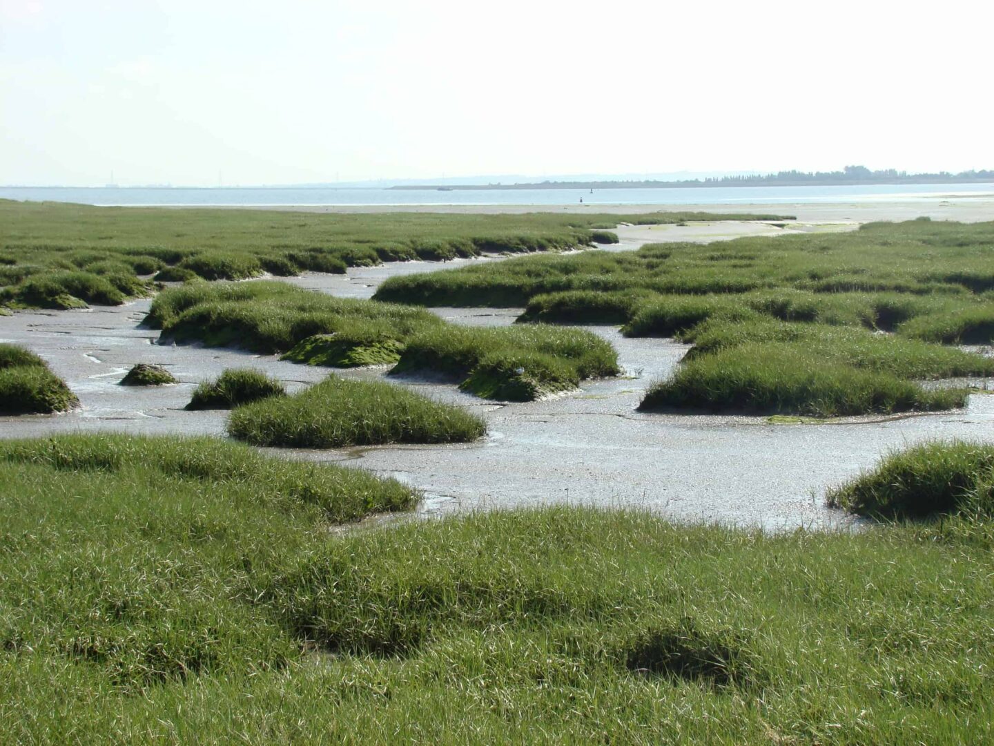 view of the marshes with the thames estuary in the back of the photo