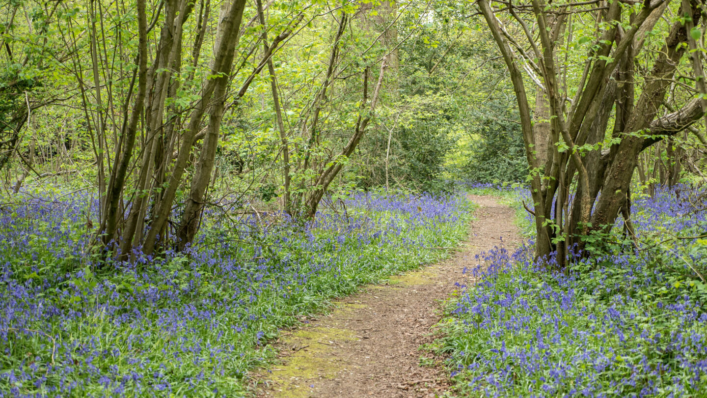 view of all the bluebells surrounding a path in selsdon wood nature reserve