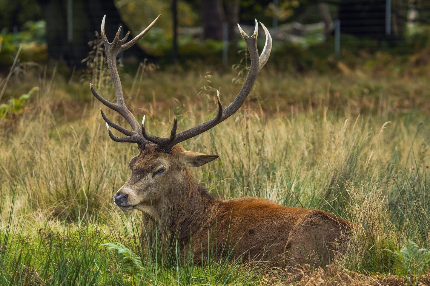 view of a deer in Richmond park