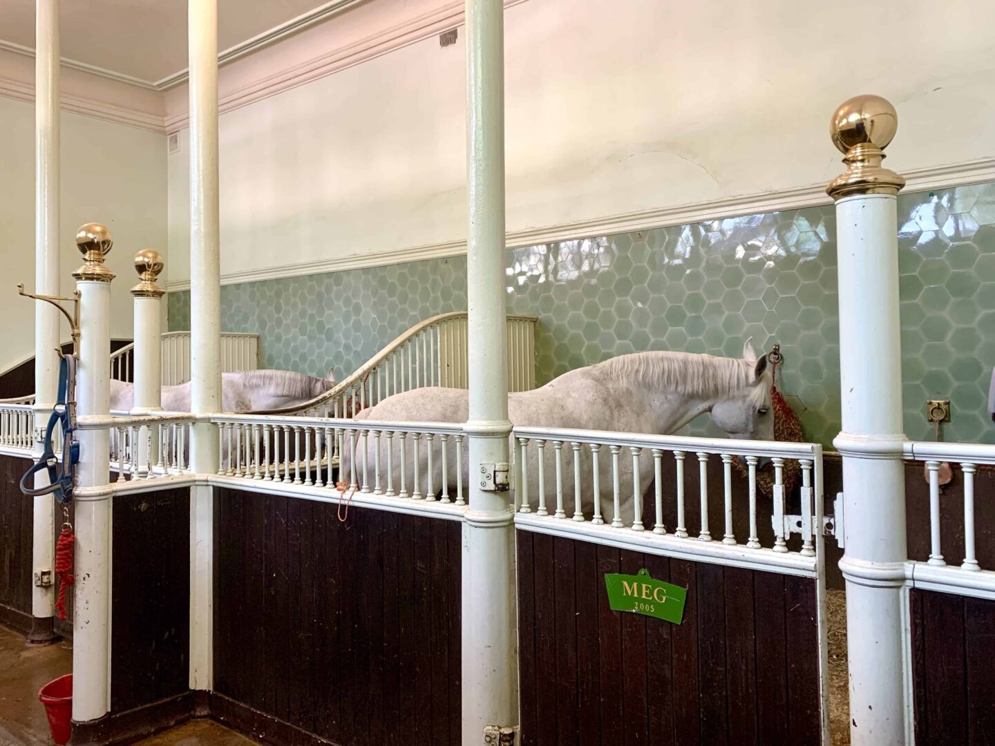 view inside the royal stables and a picture of two Windsor grey horses one named meg