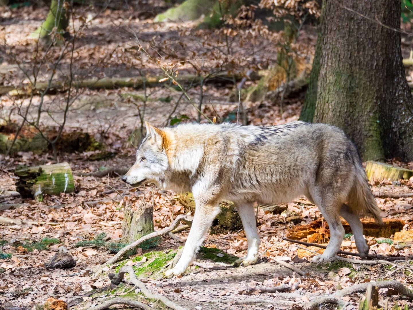 Best things to do in Feldkirch, Austria - Wolves at Wildpark Feldkirch