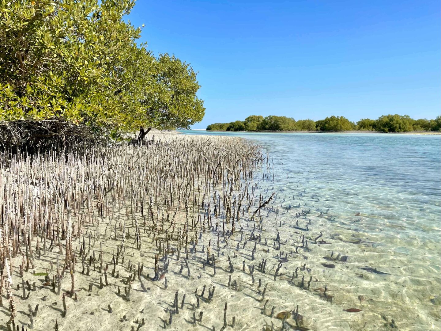 Best Places to Visit in Abu Dhabi - Jubail Mangrove Park