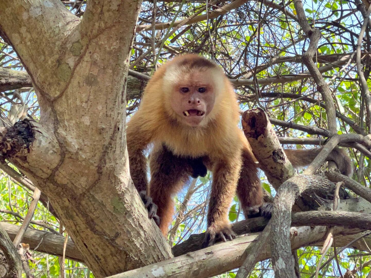 Capuchin monkey in Tayrona National Park