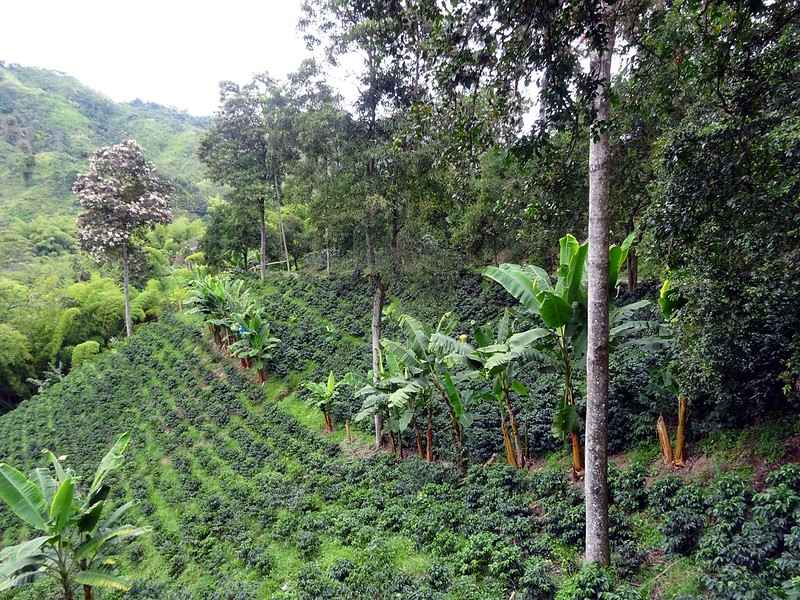 Coffee plantations in Armenia, Colombia