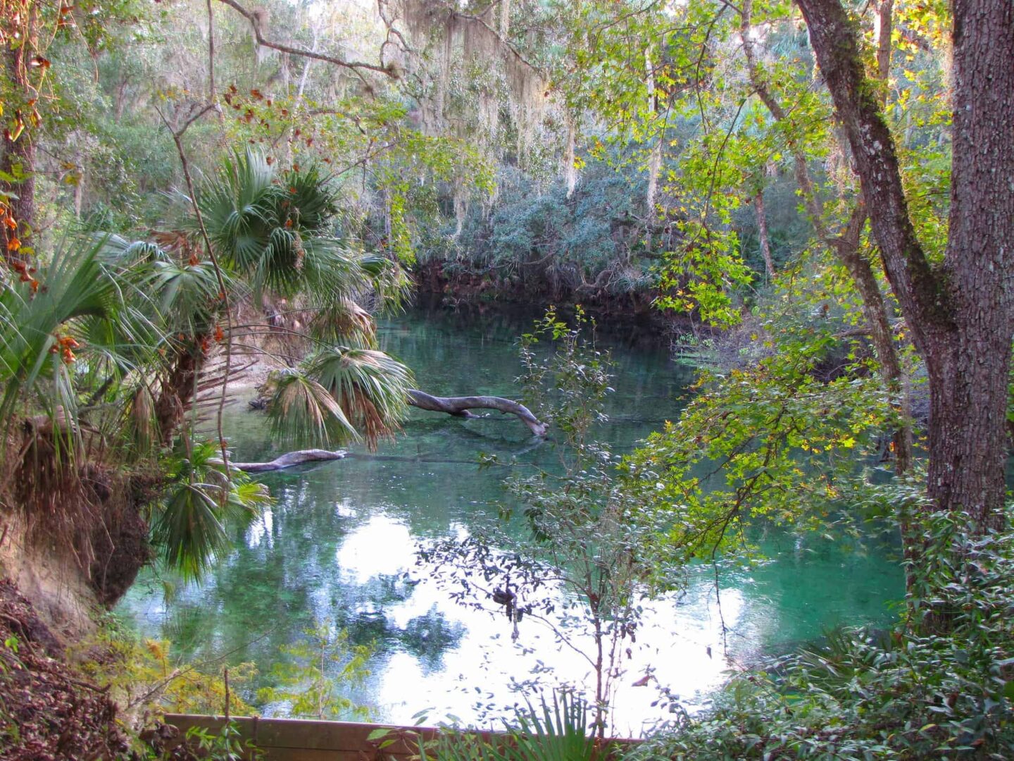 Day Trips from Orlando - Blue Springs State Park