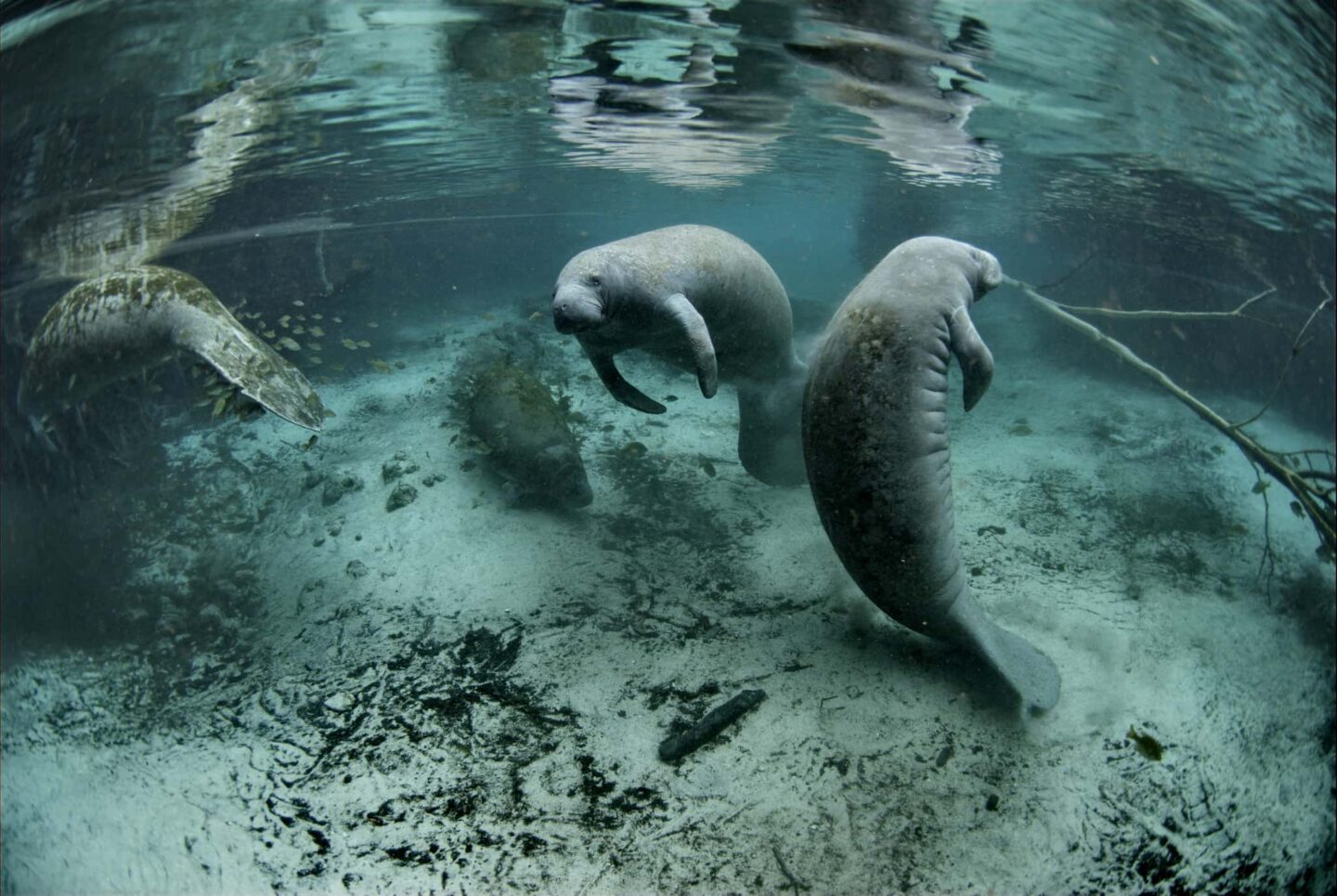 Day Trips from Orlando - Crystal River