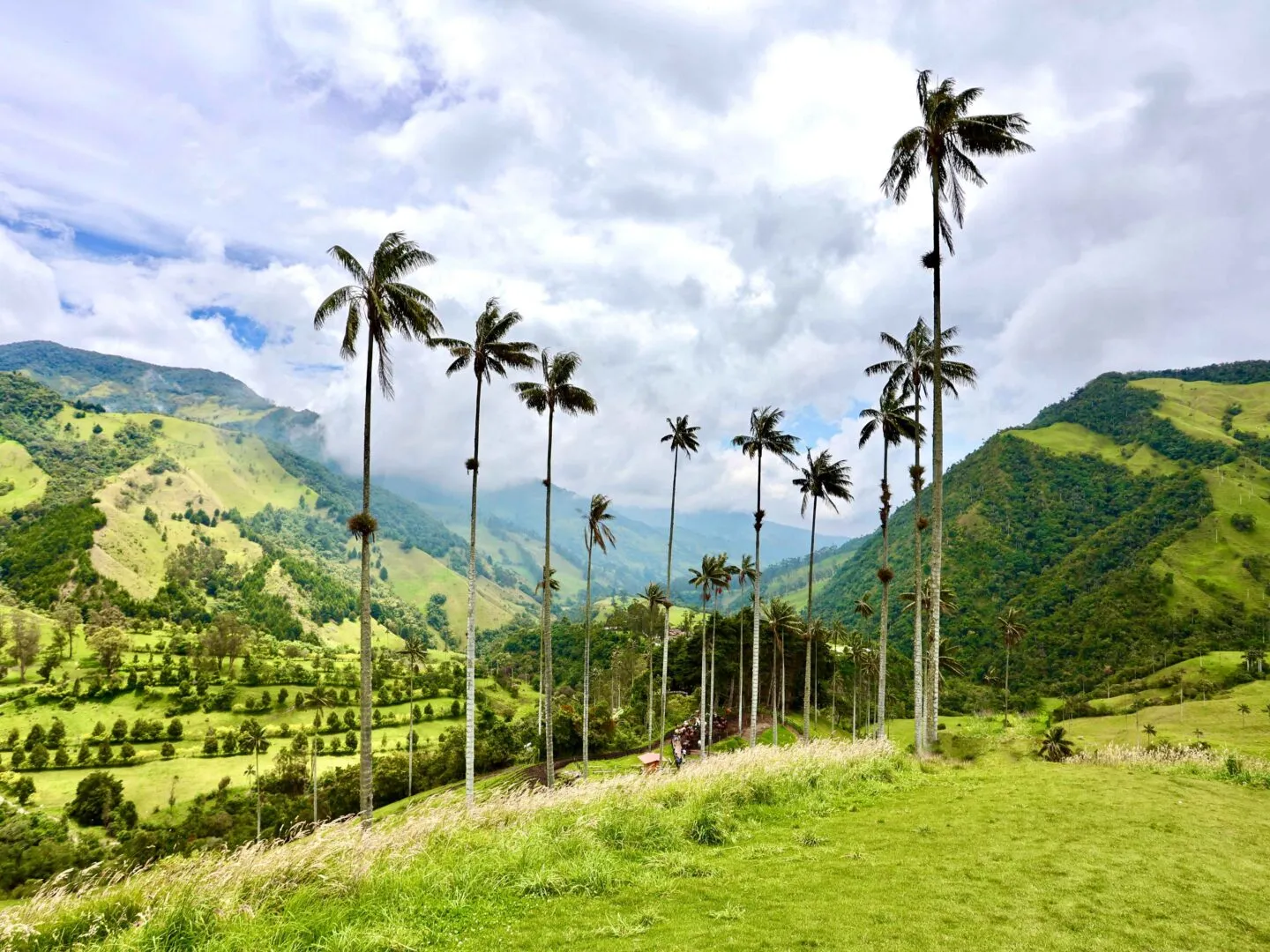 Palm trees in the Cocora Valley