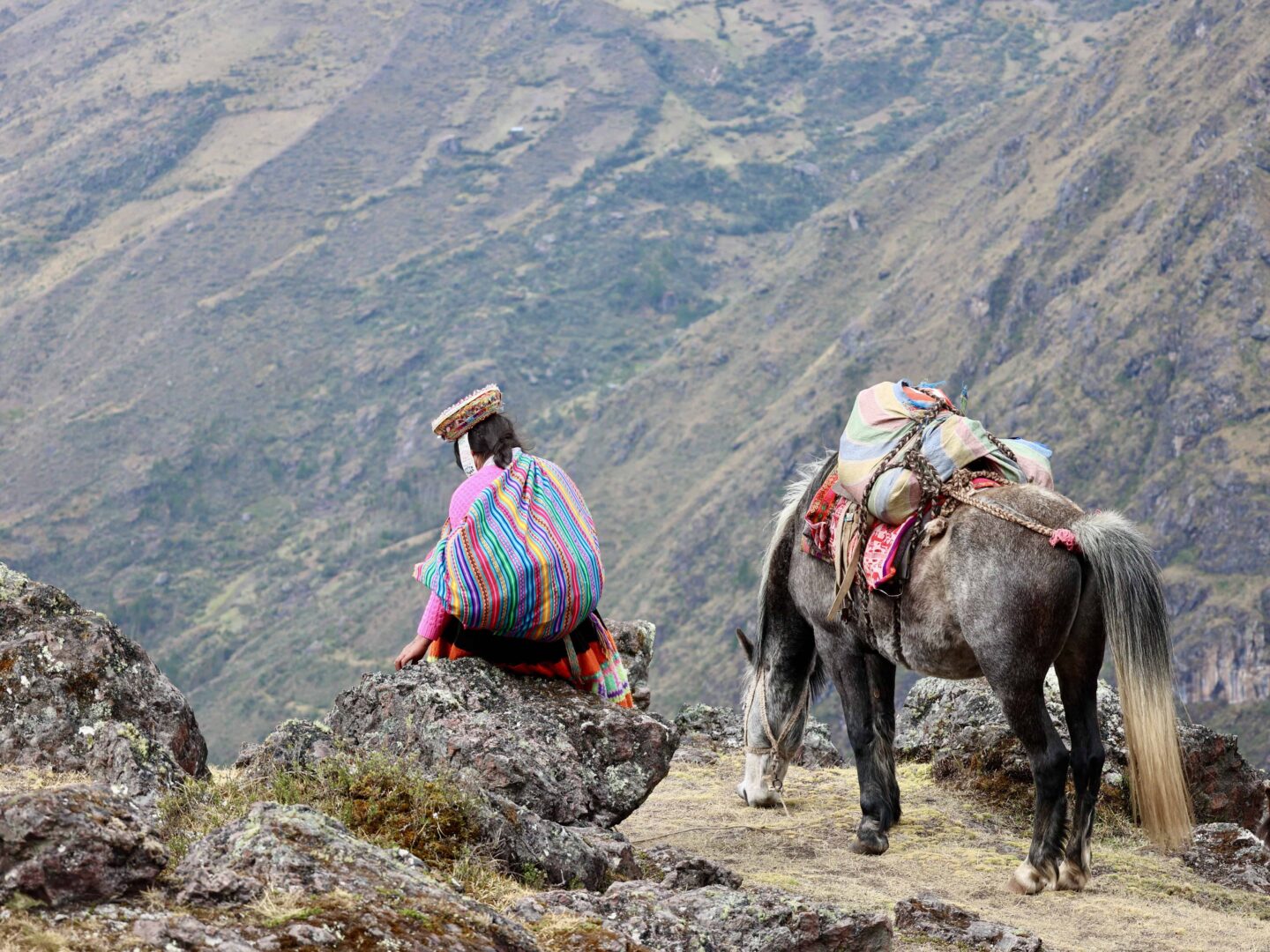 Donkey in the Peruvian mountains