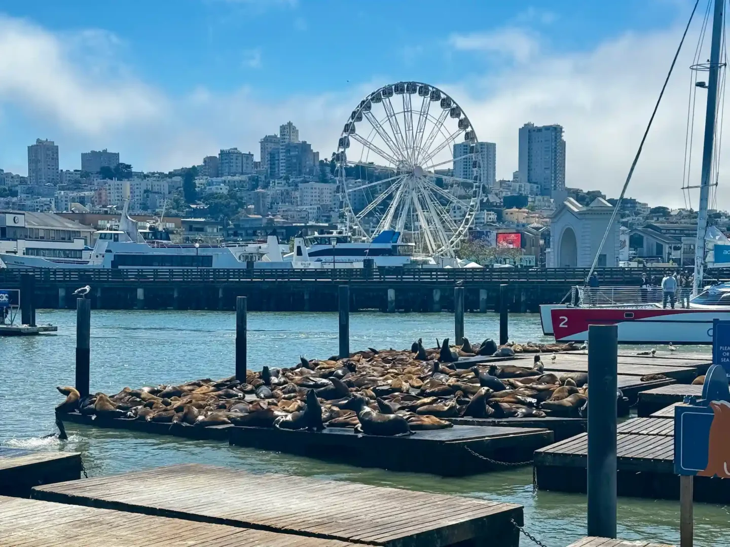 Seals at Fisherman's Wharf