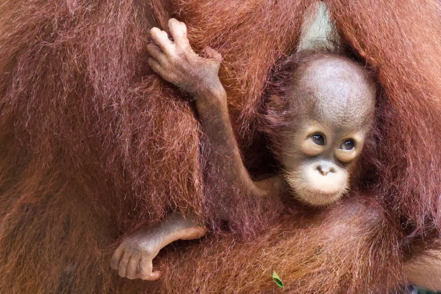 Baby orangutan