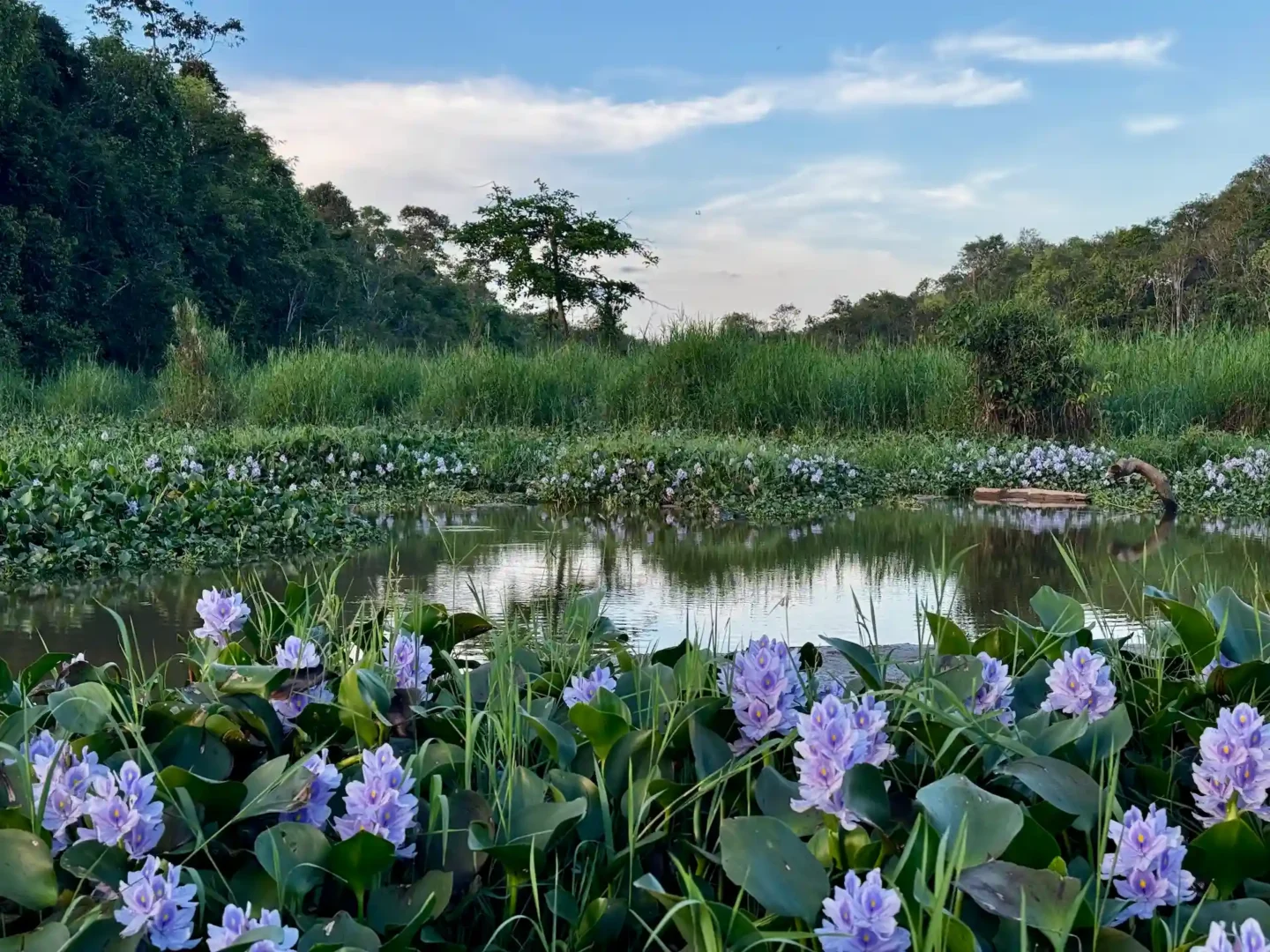 Kinabatangan River in Sabah, Borneo